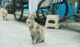 朝阳天空成惊艳 国内吃瓜爆料黑料,揭秘国内娱乐圈黑料风云