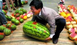 热门大瓜每日大赛,揭秘娱乐圈风云变幻，大赛精彩瞬间回顾